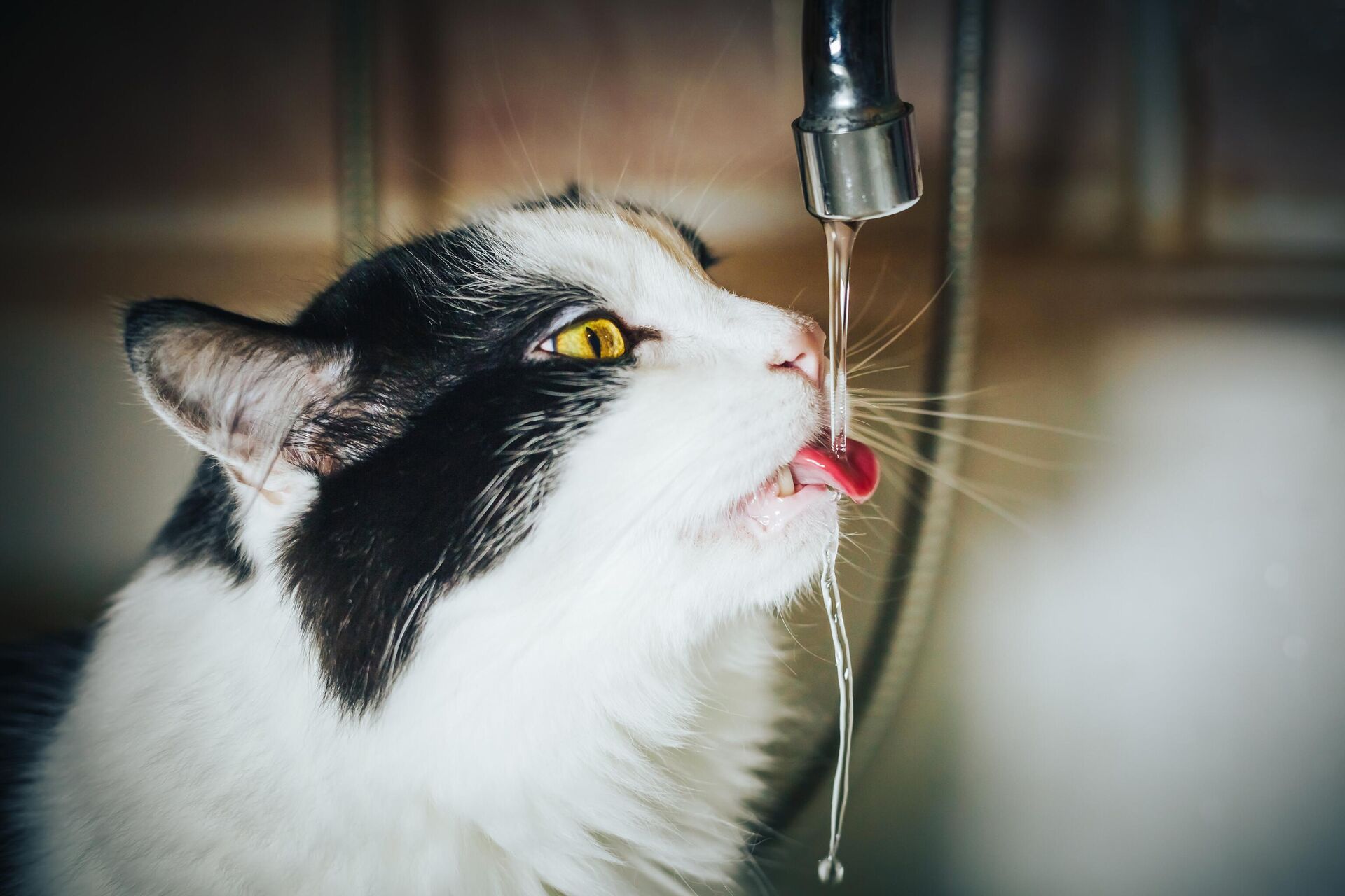 Кот пьет воду из под крана - rnews, 1920, 22.07.2022