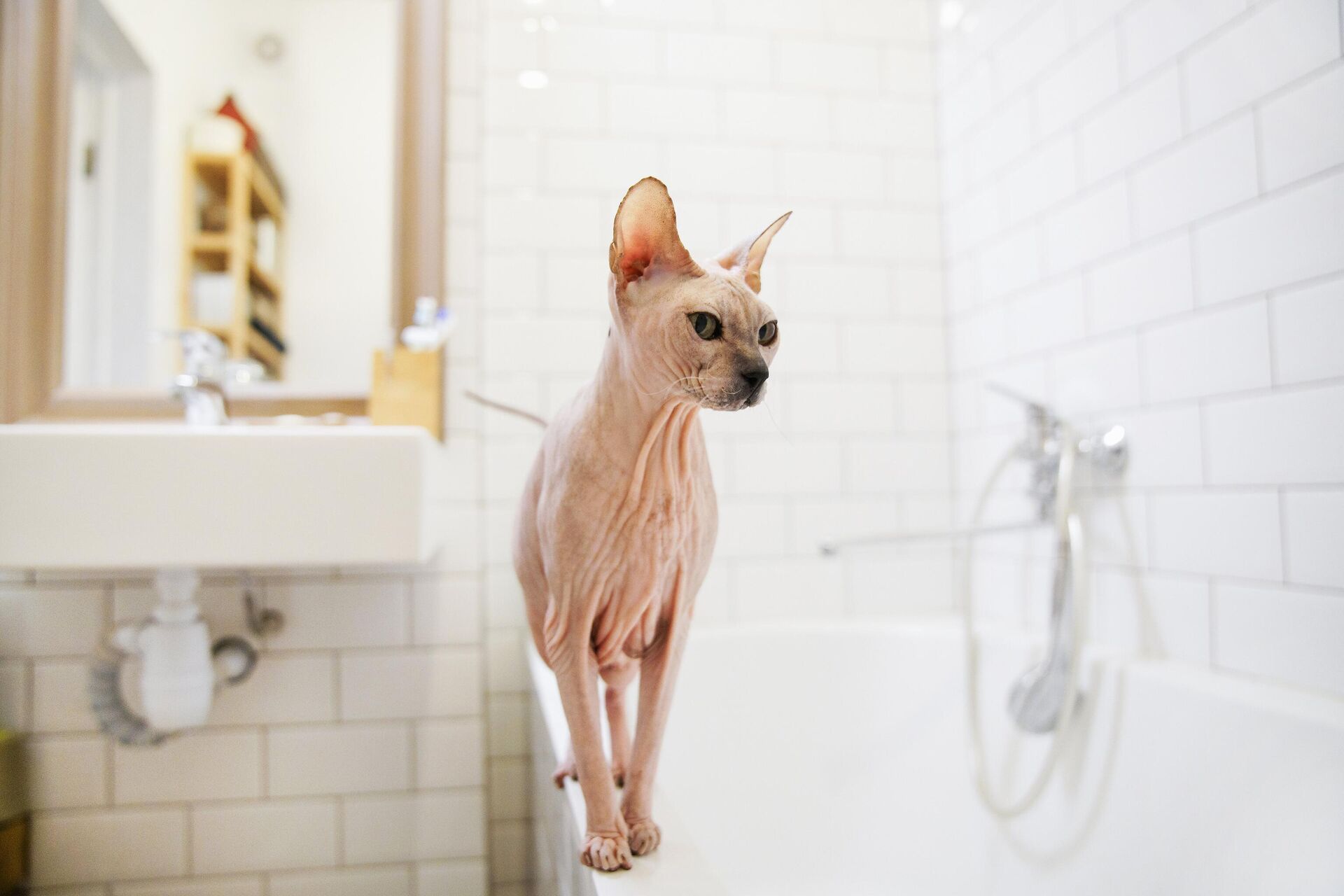 Кошка породы сфинкс в ванной комнате - rnews, 1920, 11.08.2022