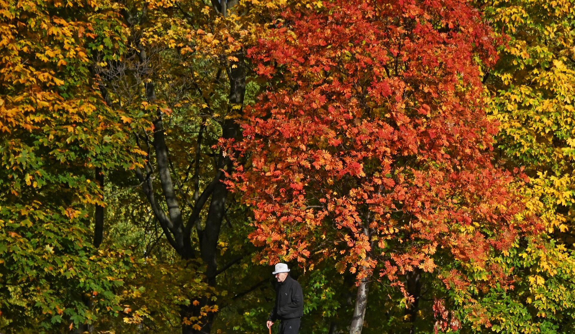 Мужчина прогуливается в осеннем парке  - rnews, 1920, 10.10.2022