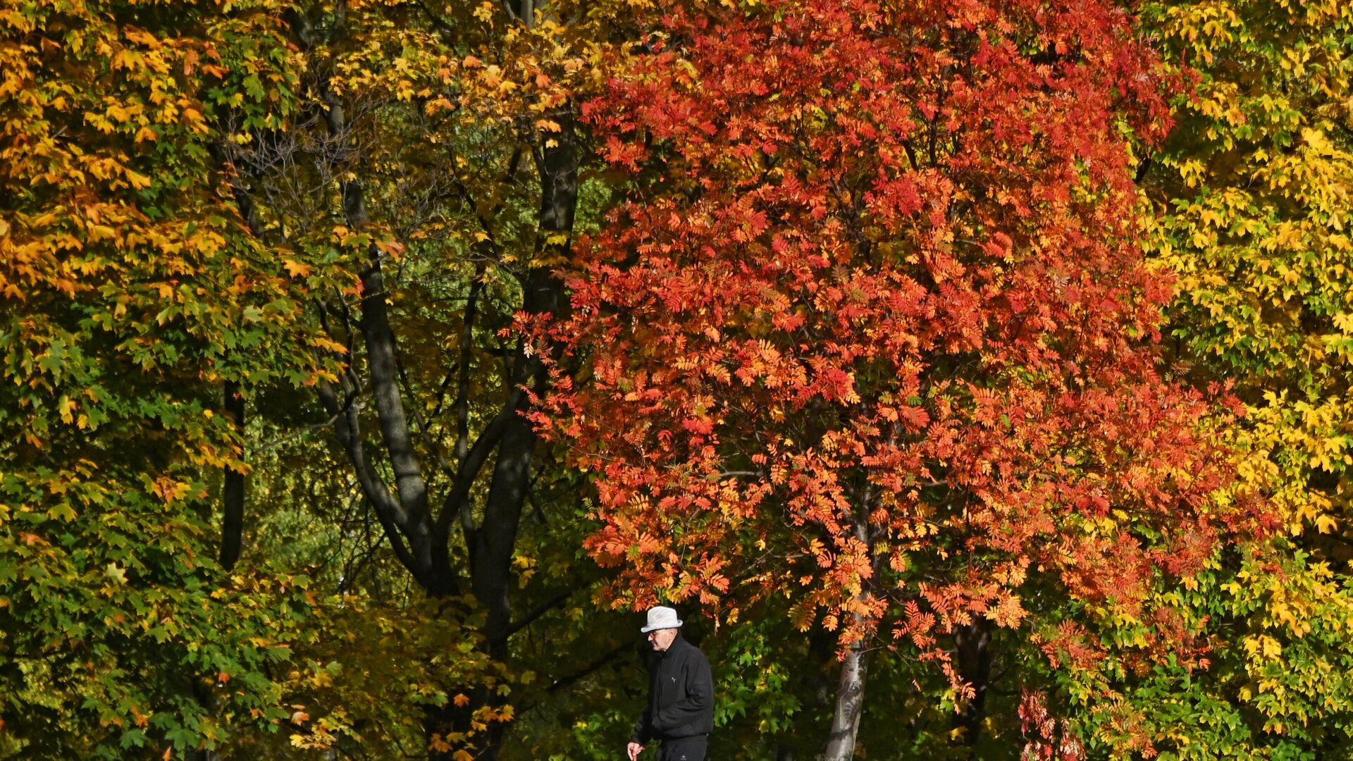 Мужчина прогуливается в осеннем парке  - rnews, 1920, 26.10.2023