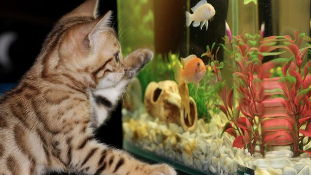 Котенок играет с рыбками в аквариуме 