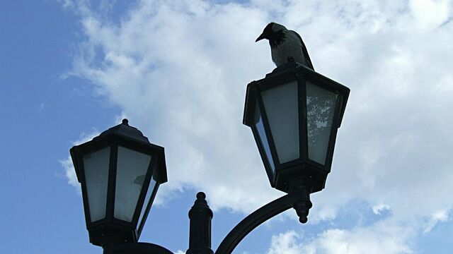 Ворона