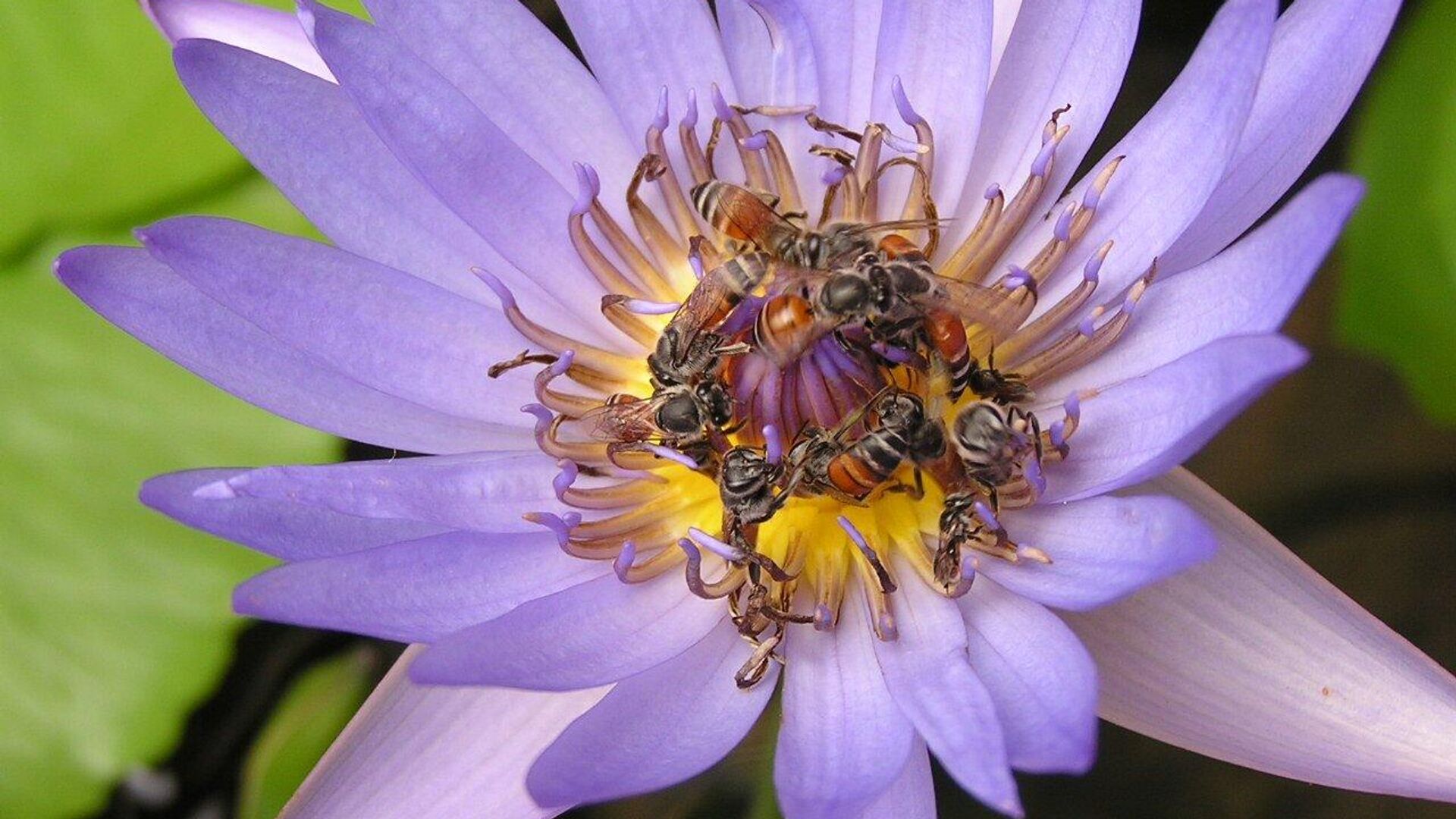Пчелы на цветке - rnews, 1920, 30.04.2023