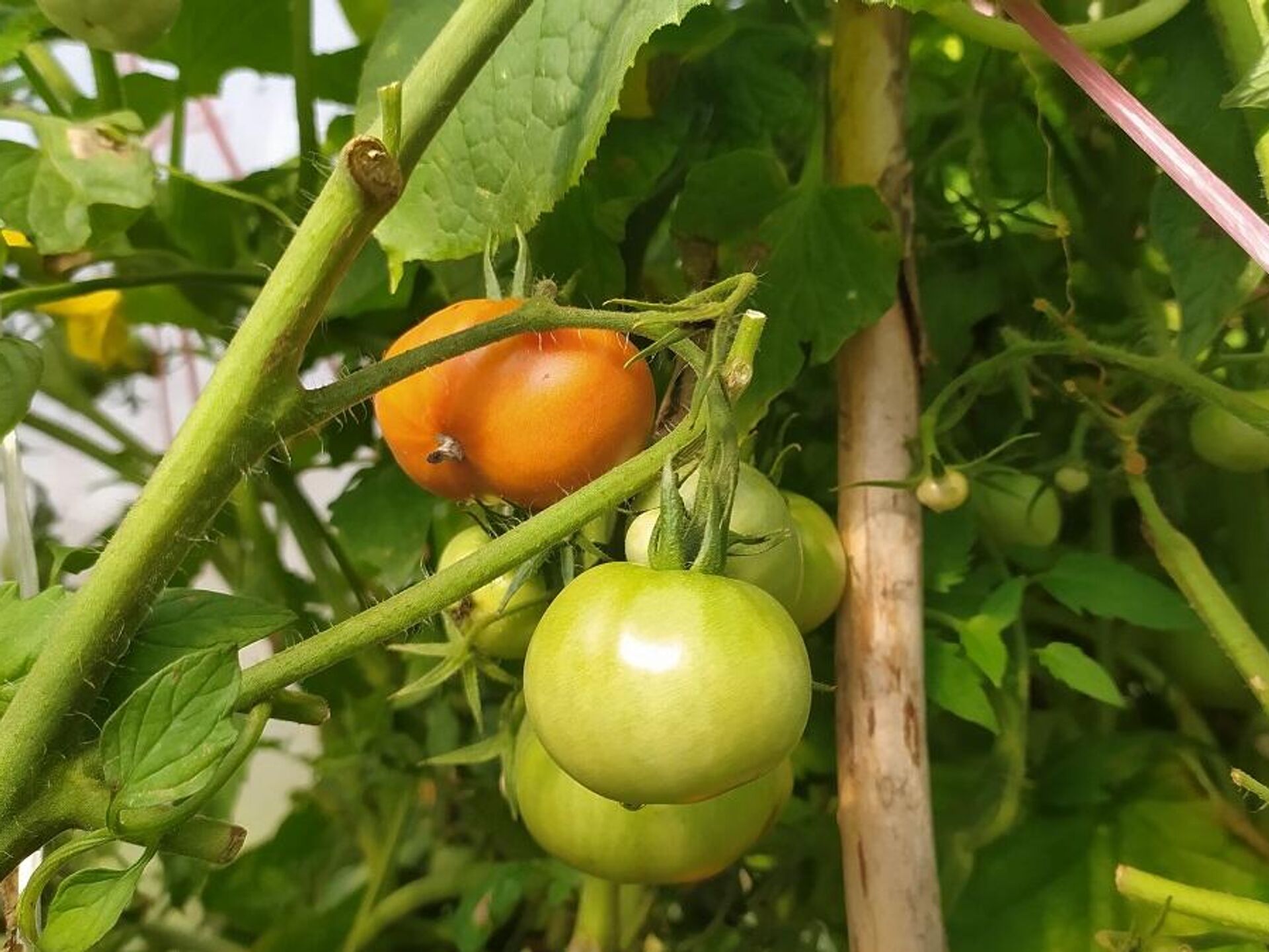 Этот порошок есть в каждом доме: помидоры вырастут с богатырский кулак -14.06.2023