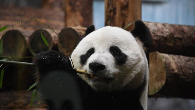 Панда в Московском зоопарке