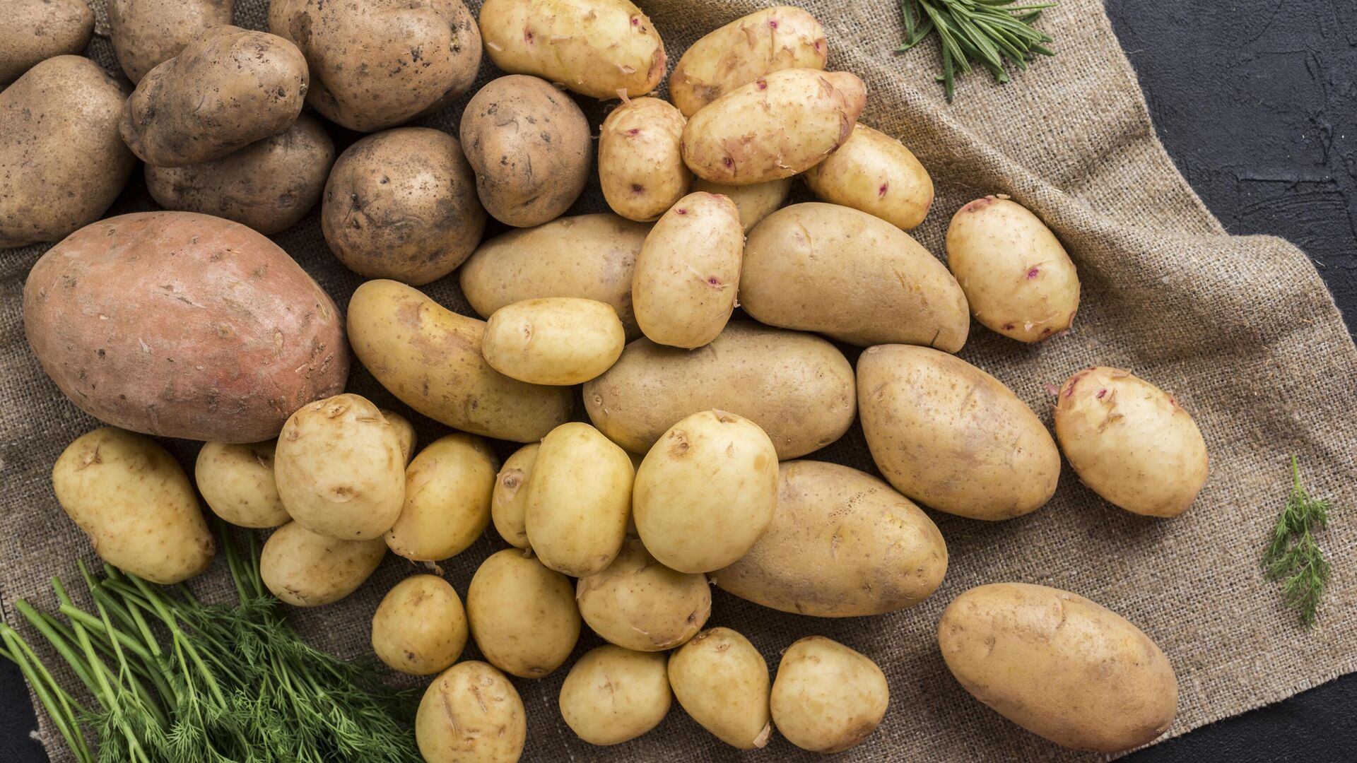 Картофель является одним из самых популярных садовых плодов. - rnews, 1920, 22.10.2023