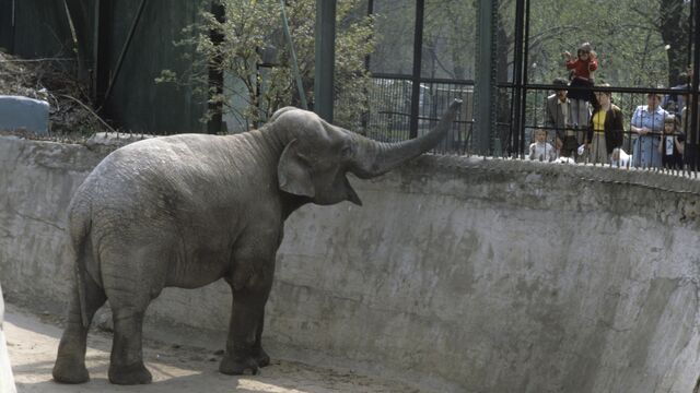 Слон в зоопарке