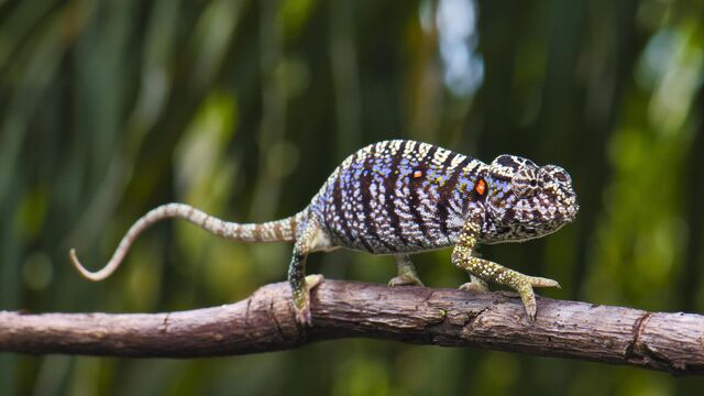Тот самый Furcifer voeltzkowi