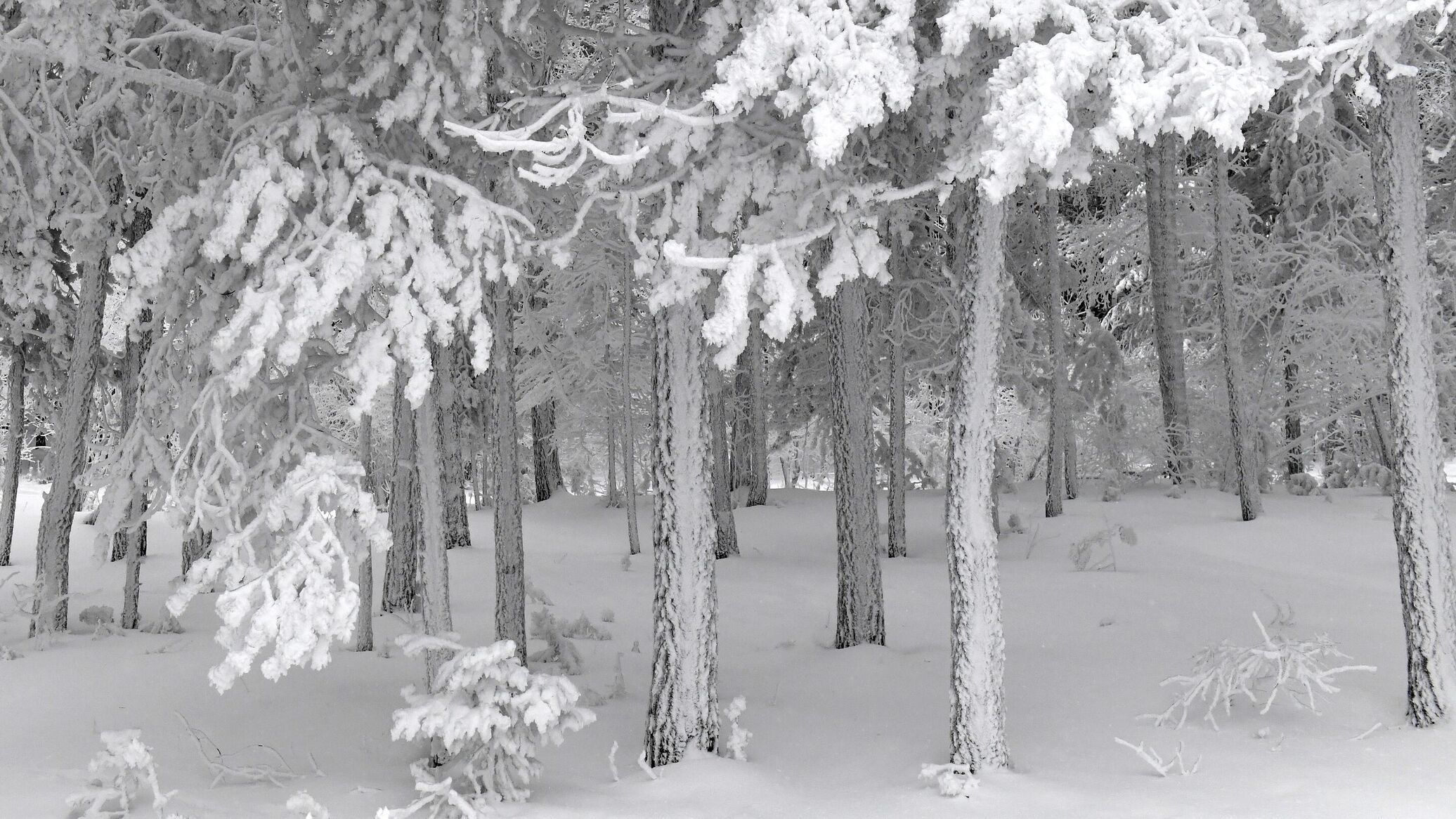 Фф и в морозном лесу навеки останусь. Лес покрытый снегом. Аномальные Морозы в январе 2017. Покрыто снегом синонимы. Красноярцы в сугробе на Столбах в Мороз.