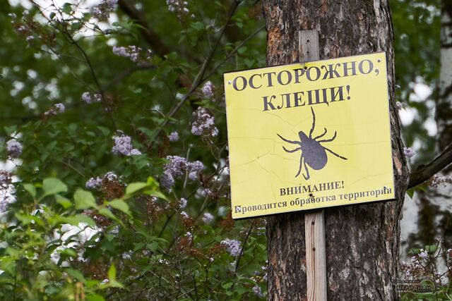 Роспотребнадзор фиксирует рост числа укусов клещей в Свердловской области - Уральский меридиан, 05.08.2025