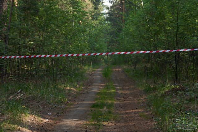 Минприроды зафиксировало снижение незаконных рубок на 23% в свердловских лесах Минприроды зафиксировало снижение незаконных рубок на 23% в свердловских лесах - Уральский меридиан, 27.08.2026