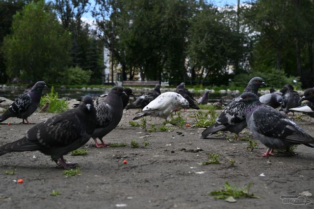 Санитары города: в Екатеринбурге предложили ввести запрет на кормление голубей - Уральский меридиан, 15.09.2026