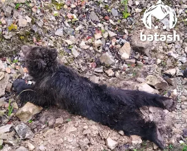 В Башкирии медвежонок сорвался со скалы и сломал позвоночник - Новости Уфы и Башкирии – UfacityNews.ru, 31.08.2025