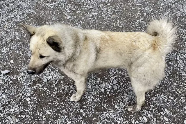 Зимовка на даче: почему домашние питомцы обречены на гибель без хозяев - Новости Уфы и Башкирии – UfacityNews.ru, 02.11.2025