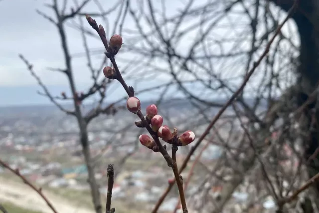 В Башкирии пятый день подряд устанавливается новый температурный рекорд - Новости Уфы и Башкирии – UfacityNews.ru, 01.04.2026