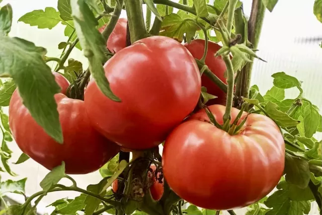 Уролог из Башкирии перечислил шесть продуктов для мужского здоровья - SterlitamakTime.ru - главные новости Стерлитамака, 19.06.2025