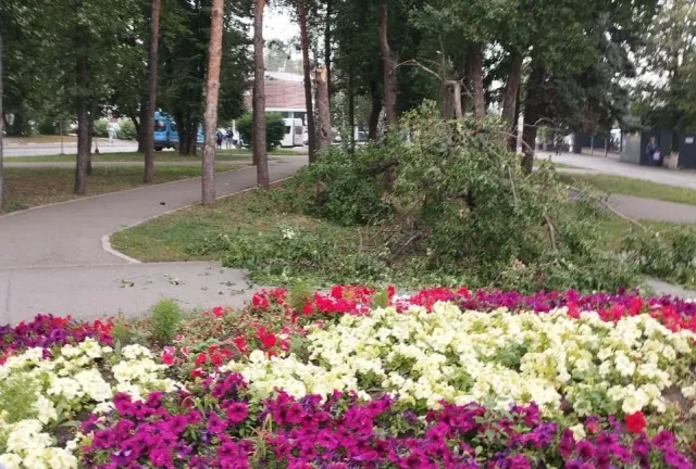 В Башкирии дерево упало на женщину - SterlitamakTime.ru - главные новости Стерлитамака, 19.06.2025