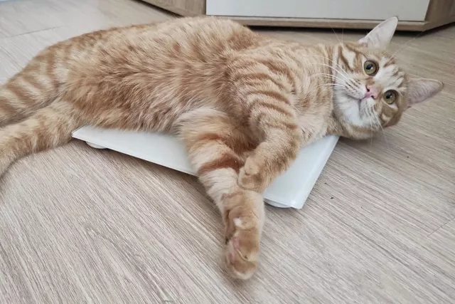 Назван эффективный способ похудеть с помощью обычной приправы - SterlitamakTime.ru - главные новости Стерлитамака, 19.11.2025