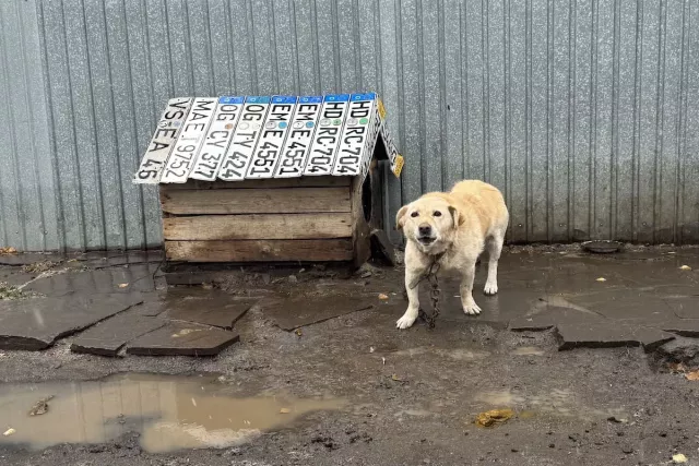 В Министерстве прокомментировали жалобу на кормление собак у озера - SterlitamakTime.ru - главные новости Стерлитамака, 22.02.2026