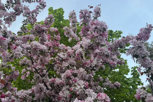 Как в мае будут отдыхать жители Башкирии? - SterlitamakTime.ru - главные новости Стерлитамака, 16.04.2026