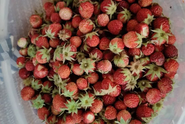 Кому нельзя есть клубнику? Названы 4 группы риска - SterlitamakTime.ru - главные новости Стерлитамака, 10.06.2026