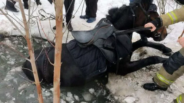 Лошадь провалилась в болото в челябинском СНТ «Спутник» - Новости Челябинска и Челябинской области - Курс Дела, 06.01.2025