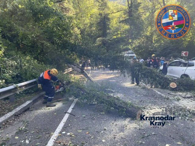 В Сочи дерево рухнуло прямо на машину с водителем - Краснодар и край, 19.08.2026