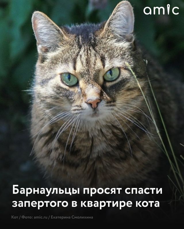 Жительница Барнаула сообщила о коте, которого заперли в квартире на несколько суток на улице Антона Петрова, 156. - Amic.ru, 18.09.2026