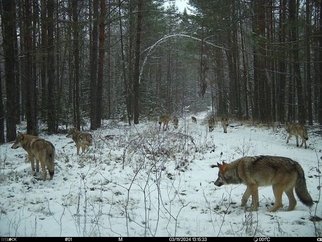 Стаю из 9 волков поймала фотоловушка в Керженском заповеднике - Нижегородская правда, 22.11.2024