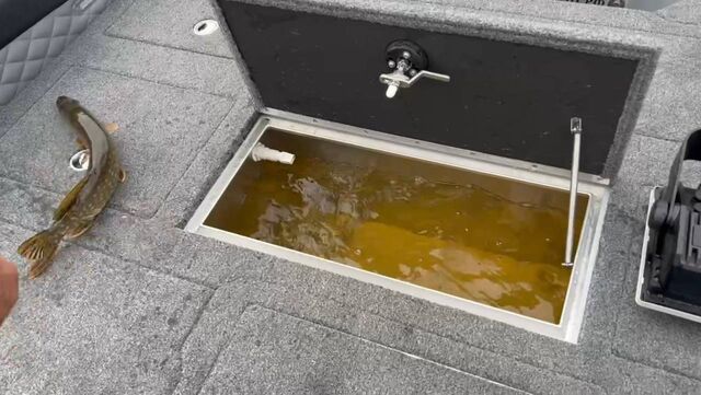Депутат Ананьин из Нижегородской области поймал необычную щуку - Нижегородская правда, 15.06.2025
