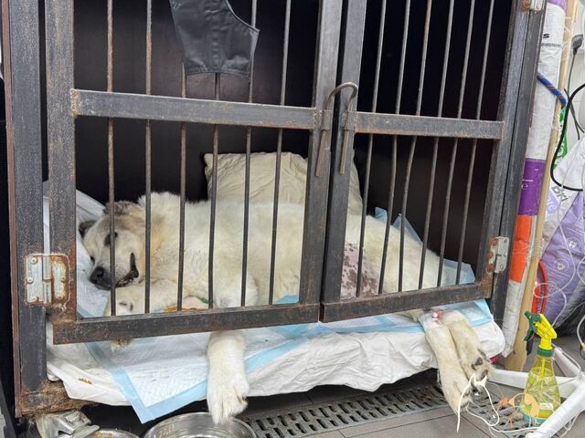 Нижегородцы рассказали о плохом самочувствии знаменитого пса Кругетса - Нижегородская правда, 30.07.2025