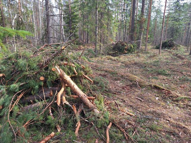 В Нижегородской области начали убирать порубочные остатки в лесах - Нижегородская правда, 01.11.2025