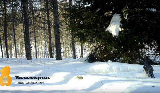 Глухари в Башкирии пообещали раннюю весну - Нижегородская правда, 24.02.2026