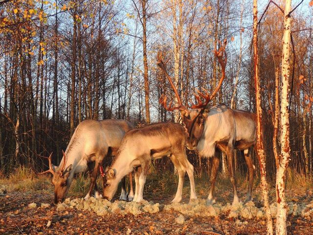В 2,1 раза увеличился турпоток в Керженский заповедник за последние 4 года - Нижегородская правда, 23.03.2026