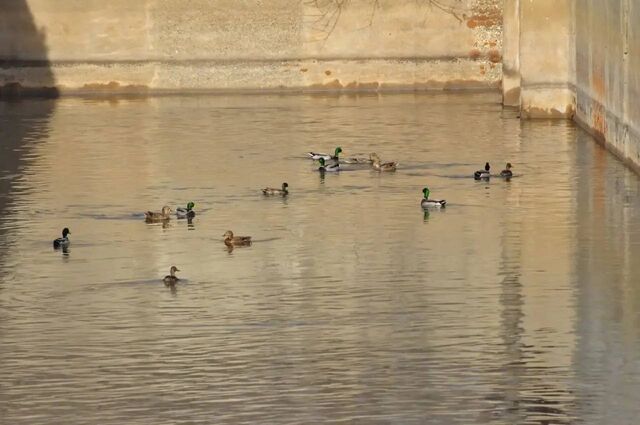 Нижегородцам рассказали о необычных обитателях нижегородской станции аэрации - Нижегородская правда, 23.03.2026