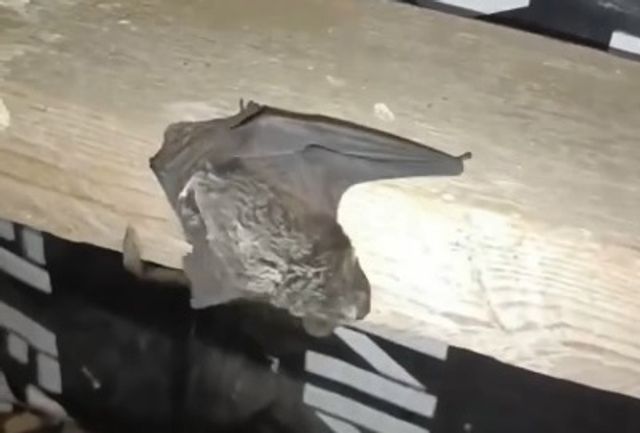 Очаг бешенства обнаружили в Лысковском округе - Нижегородская правда, 28.10.2026