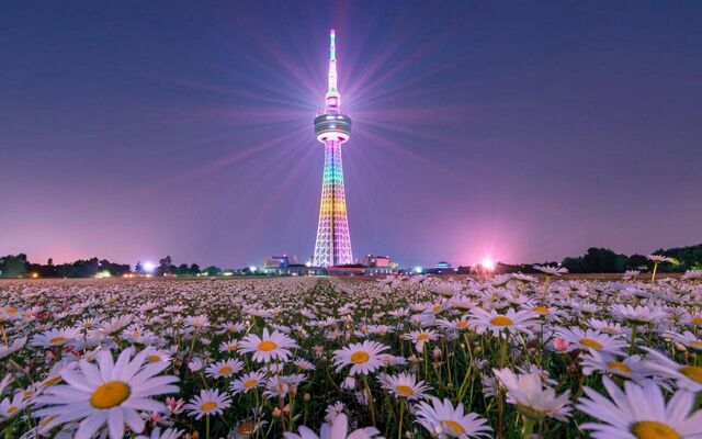 Воронежская телебашня засияет ромашками в День семьи, любви и верности - Время Воронежа, 07.07.2025