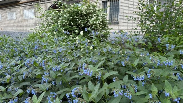 Без бутонов, но все взгляды прикованы: многолетники, сохраняющие нарядность весь сезон - Время Воронежа, 22.08.2026