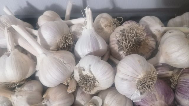 Выкопала 50 головок чеснока и пересыпала солью — через 2 месяца осталась без запаса: теперь храню по-другому - Время Воронежа, 25.08.2026