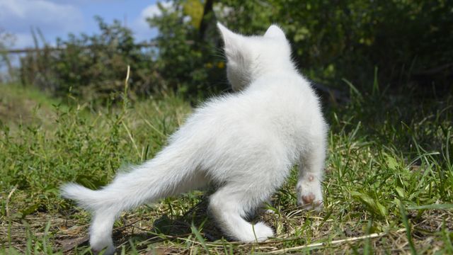 В Шилово спасатели-добровольцы вызволили котят из трубы у школы №92 В Шилово спасатели-добровольцы вызволили котят из трубы у школы №92 - Время Воронежа, 30.08.2026