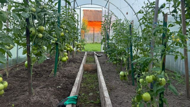 С теплицей после урожая не церемонюсь: убираю 5 вещей до холодов — весной высаживаю рассаду без авральной уборки - Время Воронежа, 08.09.2026