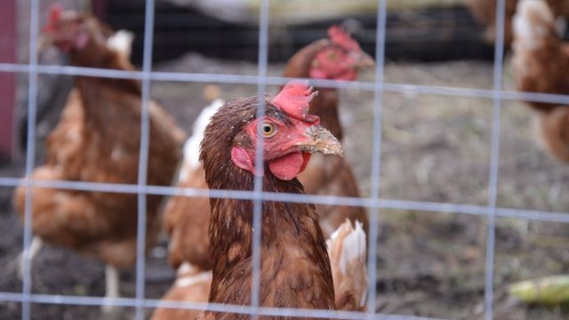В сентябре 2026 года кур и кроликов в России нужно срочно регистрировать: какой штраф за отказ от маркировки - Время Воронежа, 15.09.2026