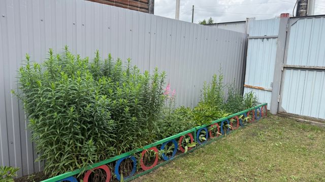 Последнюю стрижку газона не откладываю до холодов: одна ошибка осенью — и весной появятся проплешины Последнюю стрижку газона не откладываю до холодов: одна ошибка осенью — и весной появятся проплешины - Время Воронежа, 21.09.2026