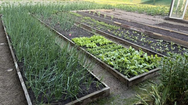 Осенью грядки не перекапываю: всего 1 признак подскажет, что делать с землёй перед зимой - Время Воронежа, 23.09.2026