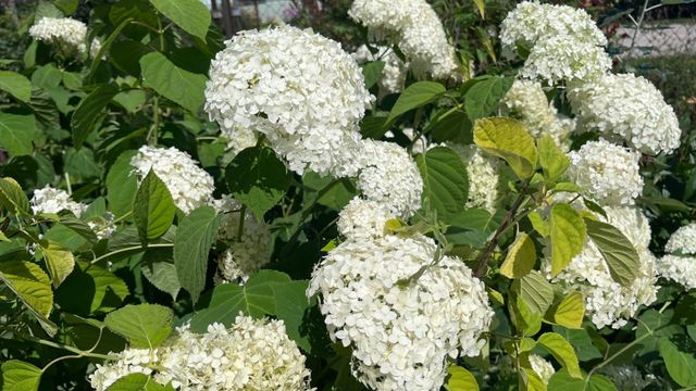 Гортензия пережила зиму, а цветов всё нет: сначала определяю её вид — от этого зависит почти весь осенний уход Гортензия пережила зиму, а цветов всё нет: сначала определяю её вид — от этого зависит почти весь осенний уход - Время Воронежа, 05.10.2026