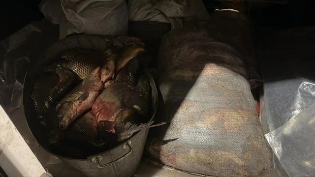 В Павловском районе у водителя обнаружили более 100 кг рыбы - Время Воронежа, 17.10.2026