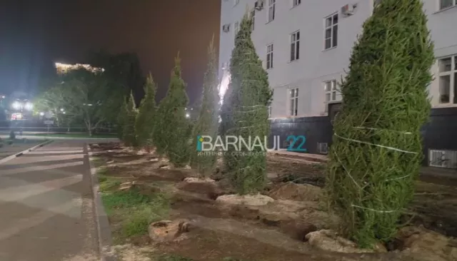 В Барнауле у здания краевого правительства пересадили деревья - Толк, 11.05.2024