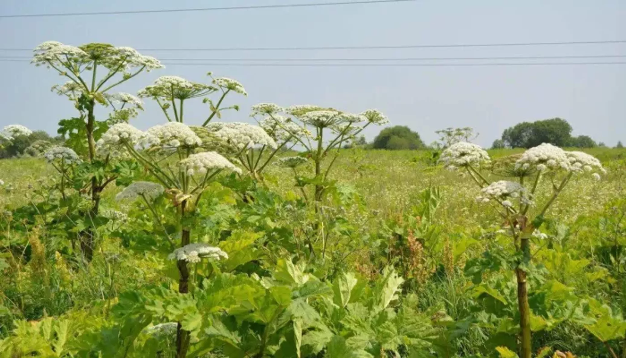 Пикан борщевик сибирский. Ядовитый борщевик сосновского. Ядовитый борщевик сосновского. Борщевик сосновского. Борщевик сосновского ядовитое растение.