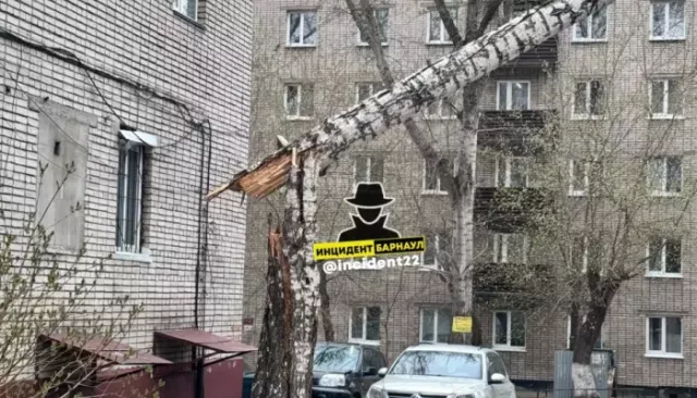 В Барнауле разбушевался штормовой ветер, который валит деревья. Фото - Толк, 20.04.2025