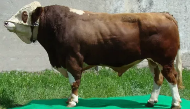 Быка Роя из Алтайского края признали лучшим в России - Толк, 10.05.2025